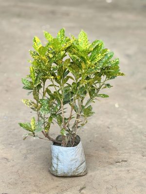 Baby Croton