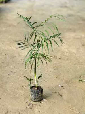 Bamboo Palm