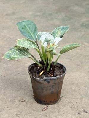 Birkin Plant