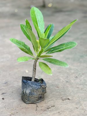 Champa