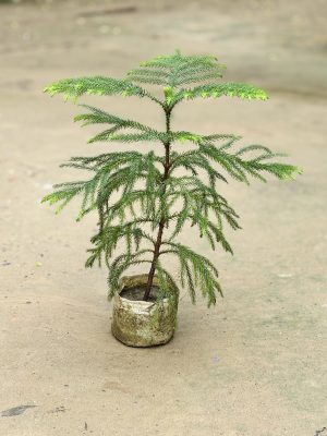 Christmas Tree Small