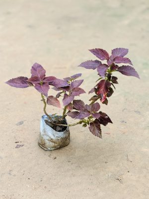 Coelius Purple