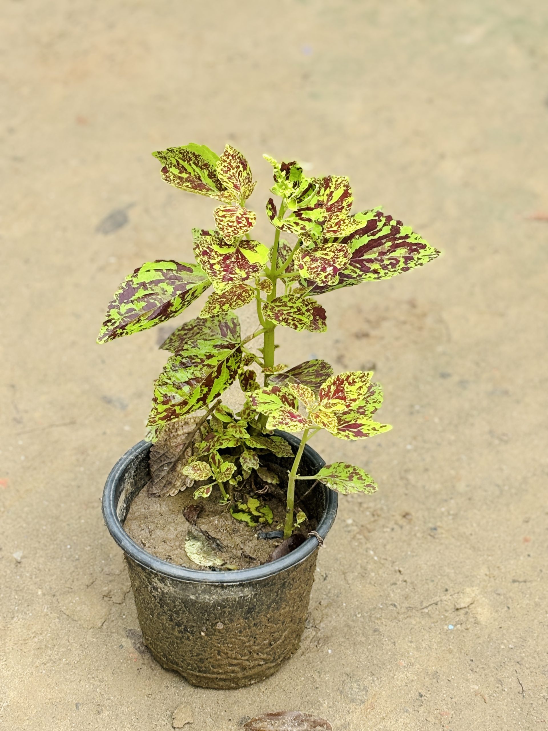 Coelius Vary - Image 3