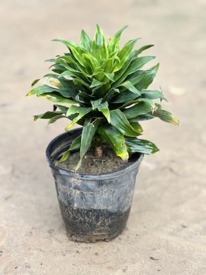 Dracaena Compacta