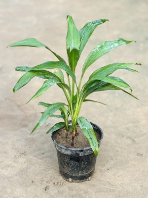 Dracaena Green