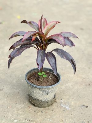 Dracaena Pink
