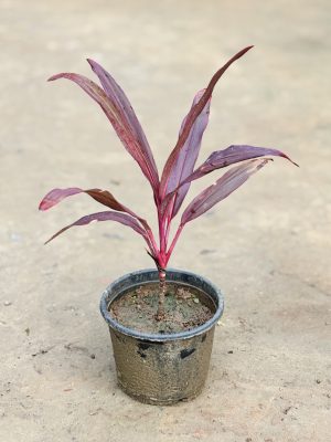Dracaena Rosea