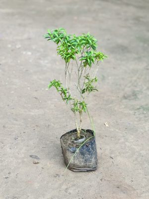 Dwarf Chandni