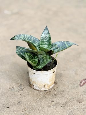 Dwarf Snake Variegated