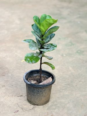 Fig Plant