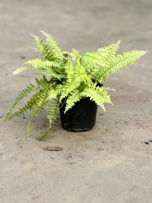 Golden Fern