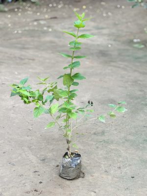 Harsingar Parijat