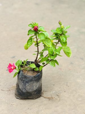 Hibiscus Red