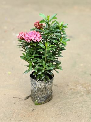Ixora Pink