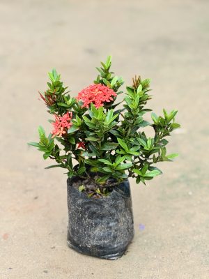 Ixora Red
