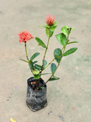 Ixora Red Vary