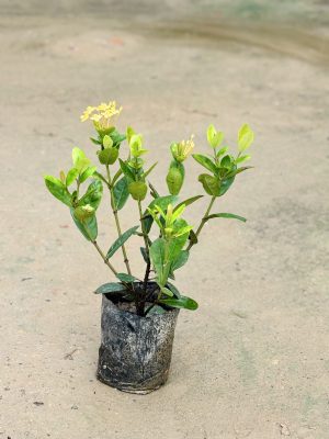 Ixora Yellow