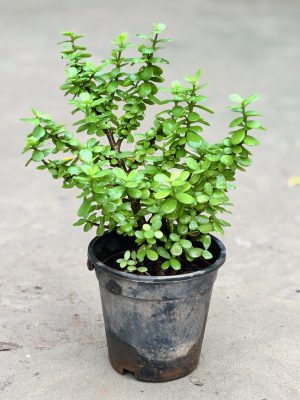 Jade Bonsai