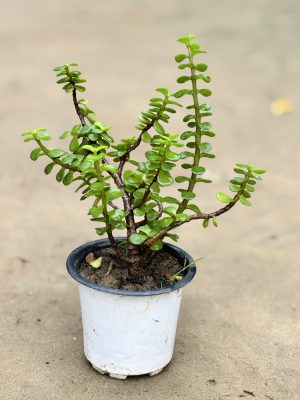Jade