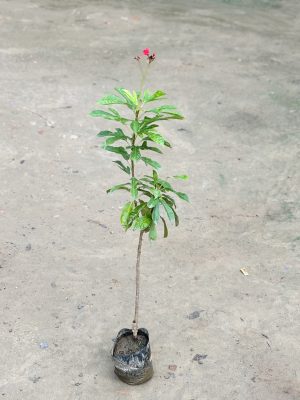 Jatropha