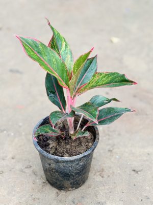 Lipstick Aglaonema