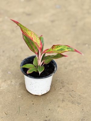 Lipstick Aglaonema Small
