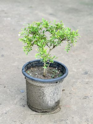 Madhu Kamini