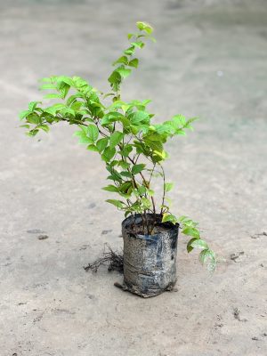 Madhumalti