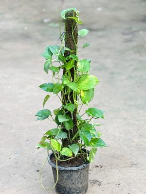 Money Plant Climber