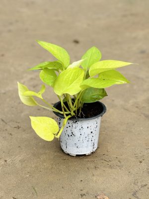 Money Plant Golden