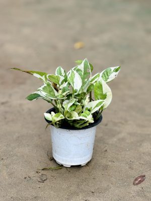 Money Plant Marble