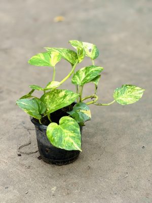 Money Plant Variegated