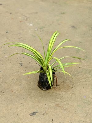 Pandanus