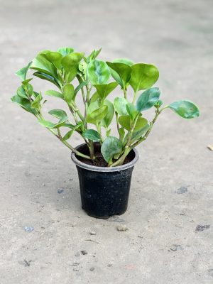 Pepromia Green