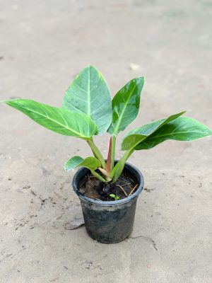 Philodendron