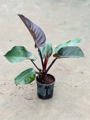 Philodendron Variegated