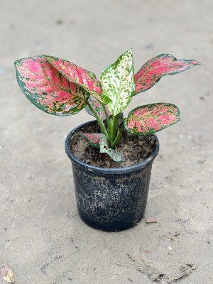 Pink Aglaonema