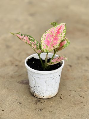 Pink Aglaonema Small