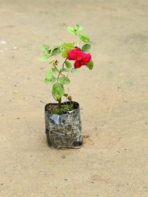 Rose Red Small