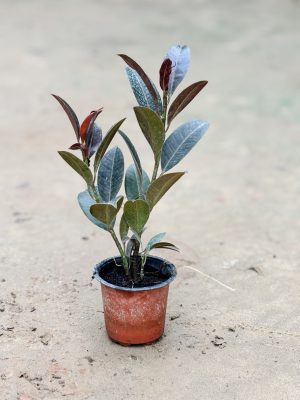 Rubber Plant Dwarf