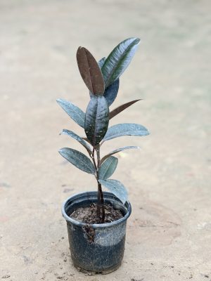 Rubber Plant