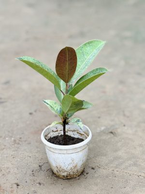 Rubber Plant Green