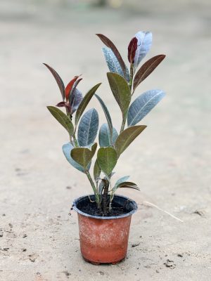 Rubber Plant Hybrid