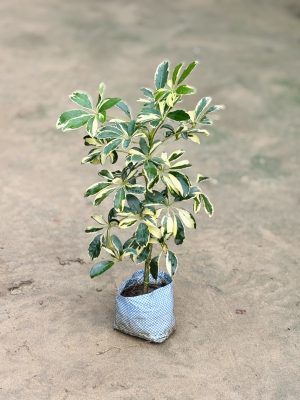 Saplera