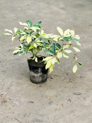 Saplera Large