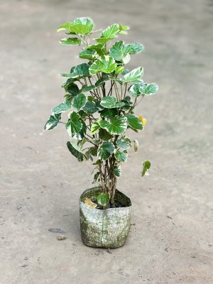 Shield Aralia