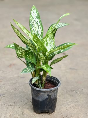 Snow White Variegated