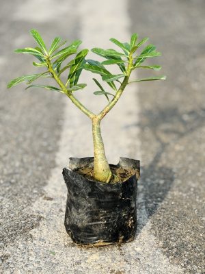 Adenium