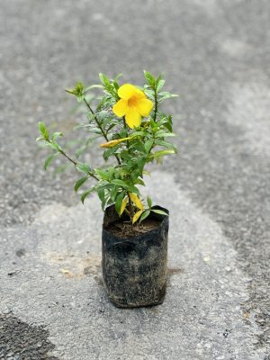 Allamanda Yellow