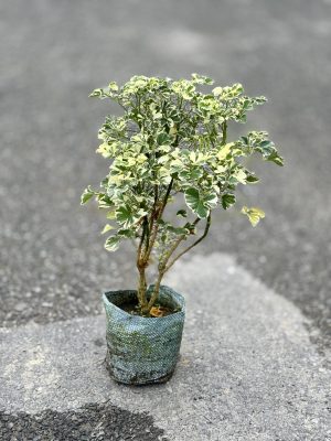 Aralia
